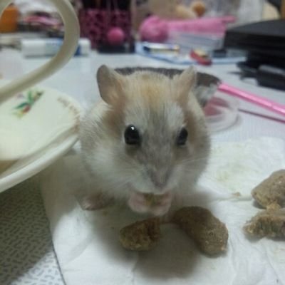 奈良の片隅からつぶやきます(´ω`) ハムスターを愛でまくり隊(ジャンハム5匹)写真だいすき フォロリムFREEeee!! 🎮(幻水Ⅰ&Ⅱ/ワイルズ/GTA/マリカ/ゼンゼロ/Skyrim) 🏺(ハムケツ/ヒプマイ/キッド/MARVEL/ベネディクト・カンバーバッチ/🌈🕒)