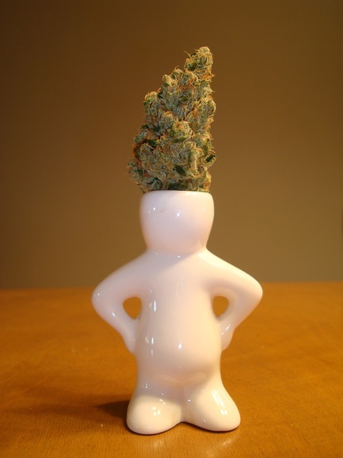 williambreathes's profile picture. former Westword Denver Medical Marijuana Dispensary Critic/writer. Currently: phish geek.