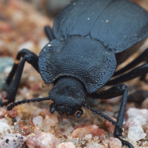 The Smith Insect Biodiversity Lab is dedicated to exploring biodiversity one insect at a time. Currently exploring the evolutionary history of Tenebrionidae