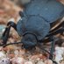 Smith Insect Bio Lab (@insect_taxonomy) Twitter profile photo Smith Insect Bio Lab (@insect_taxonomy) Twitter profile photo