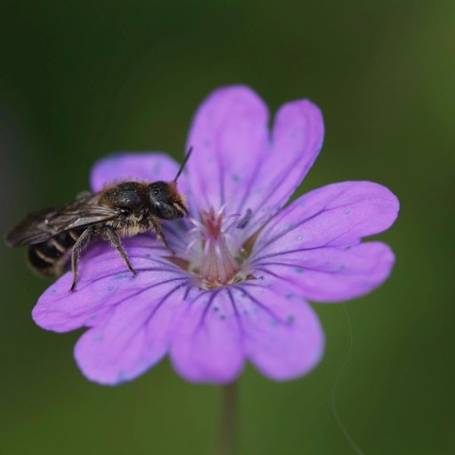 Wildlife gardener, solitary bees, bumblebees & butterflies, pollinators, ecology, native plants, biodiversity and news on health / hiv and stigma. Netherlands