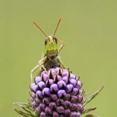 Showing other bugs who the real troll is #ExeterVote