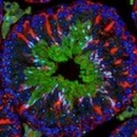 Duke Department of Cell Biology(@DukeCellBiology) 's Twitter Profileg