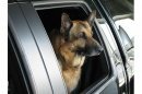 Classical Liberal #Constitution #MAGA #NotPC #NRA #2A #agreetodisagree #GSDdoglover #GSD #Brexit “We have delivered you a Republic, if you can keep it” -B.F.