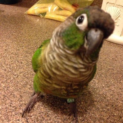 I'm a green cheek conure in ILL and proud of it❤️I'm super mischievous and love looking for chicks ;)also go for us on instagram as @kiki_the_coolest_conure💜❤️