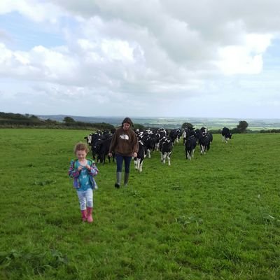 Dairy farmer, 4 kids, near the sea, late spring block calving cows supplying Arla #keepingitsimple #family #surfing