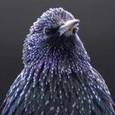 Caitlin Ingram Reid - @MarineQuail - Twitter