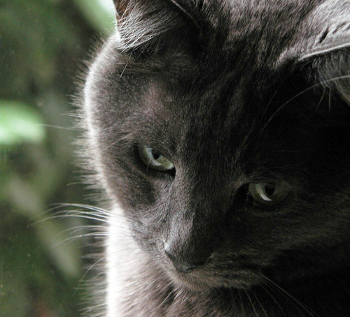 This eligible bachelor, enjoys sun bathing, eating treats, and hunting fallen scraps. Hobbies include chasing string, fake mice & bird watching. Loves to sing.