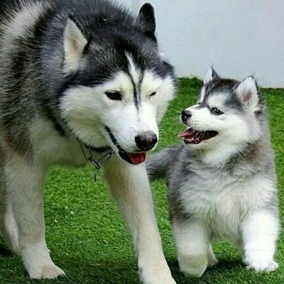 SiyaDarki's profile picture. 