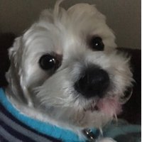 DFlindy (@flindyd) 's Twitter Profile