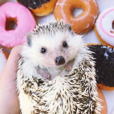 OllieandPals's profile picture. Hi! I'm Oliver, Ollie for short. I am a one year old hedgie living the good life in Phoenix, AZ with my baby brother, Milo! •ollieandpals@gmail.com•