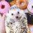 OllieandPals's profile image