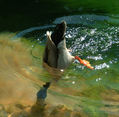 DuckNDiveDancer's profile picture. A Duck N Dive Dance lover on the Pow Wow Highway