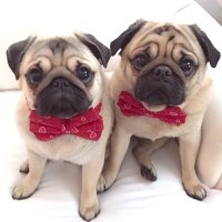 Otis, Veruca, Milo, & Teddy(@otisthepugwalsh) 's Twitter Profile Photo