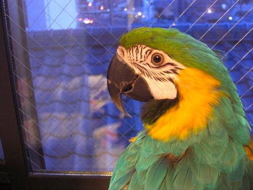 手乗り文鳥がきっかけで、鳥の人に。 文鳥、十姉妹、カノコスズメ、キンカ、セキセイ、コザクラ、オカメ、クサインコいろいろ、サザナミ、アカハラウロコ、クロインコ、モモイロインコ、ヨウム、ムジボウシ、ルリコンゴウインコと暮らしたり。ハム（J,C,R）、メダカも。最近、モル沼。こっそり多肉も好き。