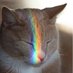 Feral Cat Lover (@FeralCatLover13) Twitter profile photo