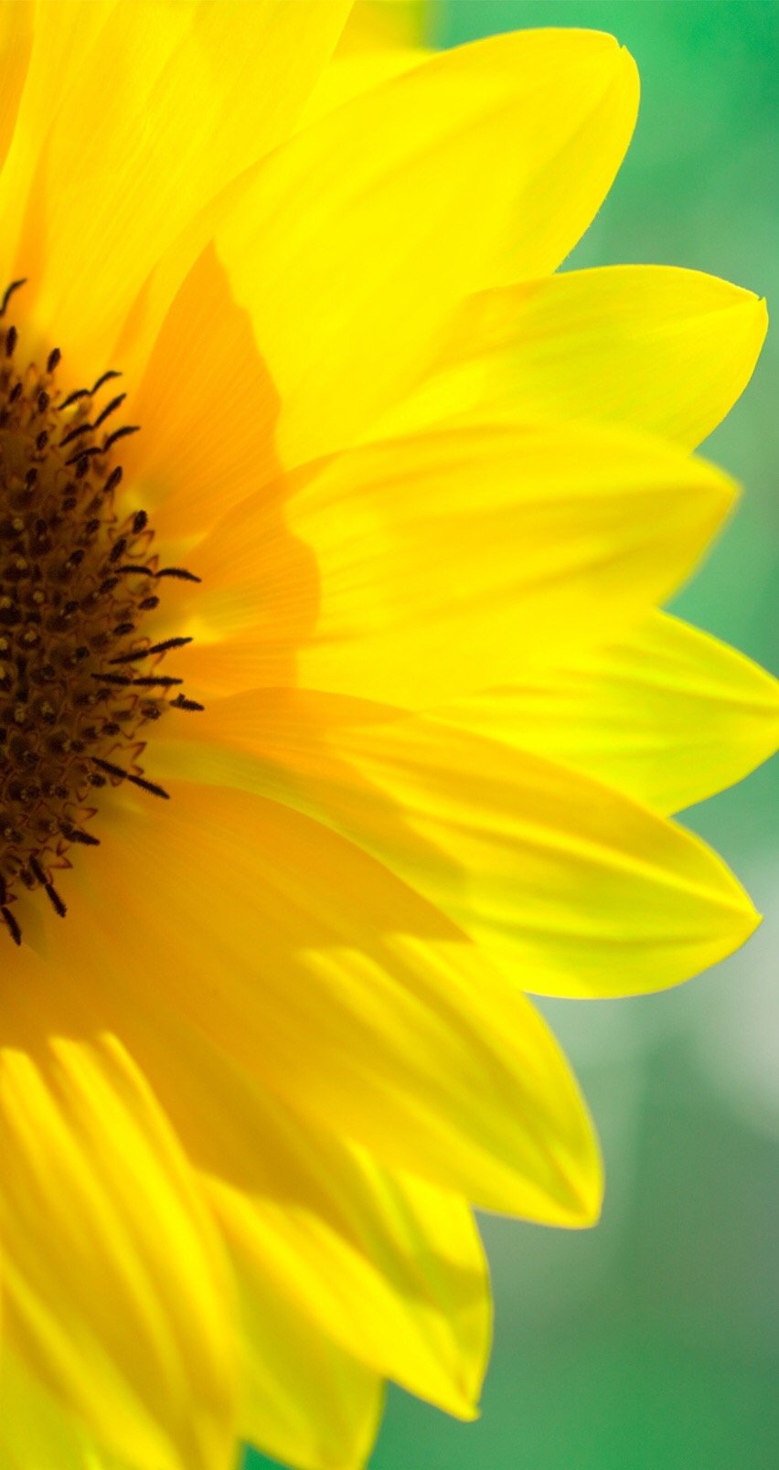 yayonekoneko's profile picture. 