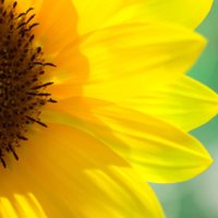 yayo (@yayonekoneko) 's Twitter Profile