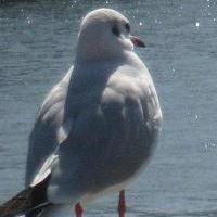 東京都中央区在住。会計業界のサラリーマンです。趣味は小型船舶の操縦(だった)、語学、数学及び法学等の勉強(慶應義塾大学通信課程法学部卒（76期）、慶應義塾大学通信課程文学部科目履修、近畿大学通信課程建築学部在学)、靴磨き、猫の観察、滝の鑑賞等。