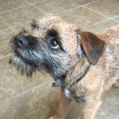 Prev PaedOnc Nurse, Voluntary Worker/Girlguiding Division Commissioner☘️ Wainwrighter #214 🥾🥾Outdoor-lover⛰ Border Terrier owner🐾Choir singer 🎶 Pianist 🎹