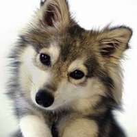 🐶 (@shareyourdog) 's Twitter Profile