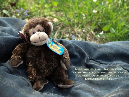 Escapedmonkey's profile picture. Once was in a cubicle then I escaped!