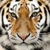 ily_greentigresseyes (@ily_d_il) Twitter profile photo ily_greentigresseyes (@ily_d_il) Twitter profile photo