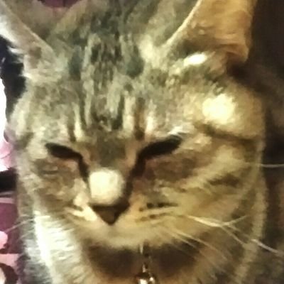 サブです。ガンダムと猫(猫科も含む)が好き。無言フォロー失礼。趣味はヱロ画像集め。🐴スキー。ライスシャワー推し