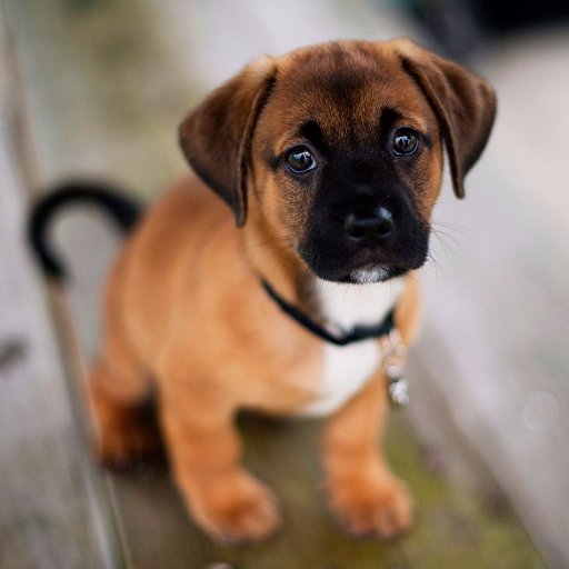 My Dog My World mydogmyworld mydogmyworld