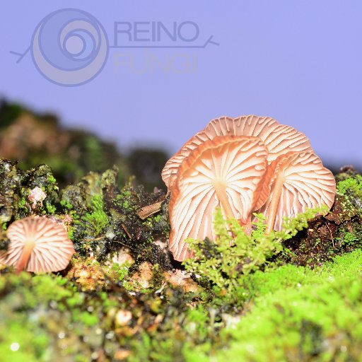 Emprendimiento social dedicado al cultivo de hongos para nutrir a la gente y sanar a la tierra!