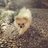 Puffin_TheDog's profile image