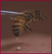 Apiterapia's profile picture. Medicina Alternativa , para problemas Autoinmunes e Inflamatorios, y aliviador del dolor en general.