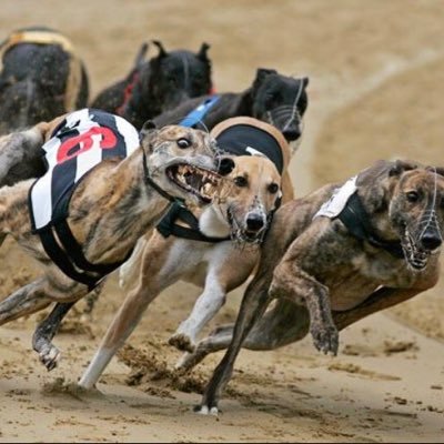 ChrisDavidTips's profile picture. Racing fan, Greyhounds and Horses