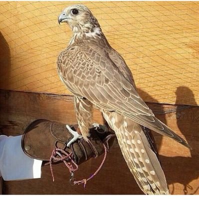 tarek661014's profile picture. ‏‏‏فالعزيمه والاسرار والتفاؤل كل شي يصبح سهلا بئذن الله