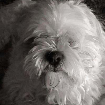 harebykil's profile picture. Dad, Husband, Republican