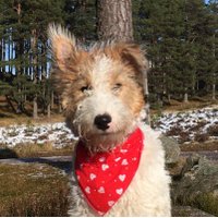 clare skyfall 🐾 🦊🇬🇧 🏴󠁧󠁢󠁷󠁬󠁳󠁿 ⛰️ ☀️ (@ospreyceren27) 's Twitter Profile