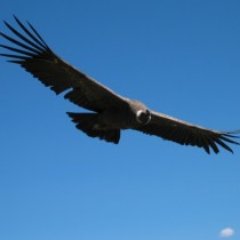 CondorPatriota's profile picture. 