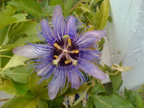 AnnieTedards's profile picture. 