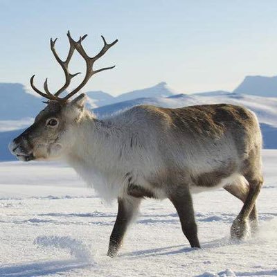 A reindeer from Mars