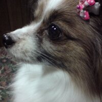 holy (@holyshun) Twitter profile photo