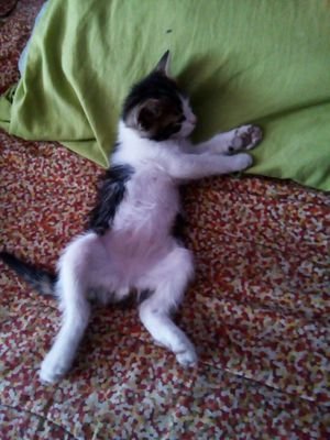 JesusAn91084962's profile picture. Juegos