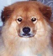 shiekie's profile picture. 