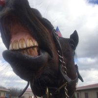 Dressage Anon (@xrailskilledme) 's Twitter Profile