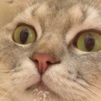 ひちゃぐみ (@hichagumi) 's Twitter Profile Photo ひちゃぐみ (@hichagumi) 's Twitter Profile Photo
