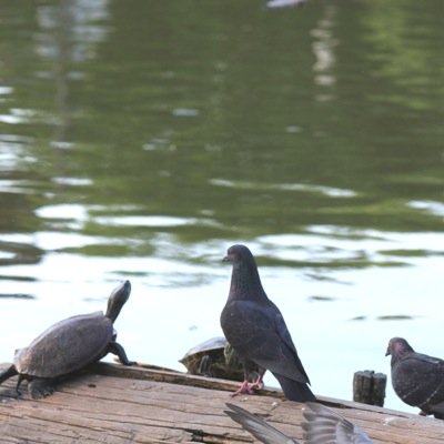 shinato7's profile picture. 2022/9/18 グロブダー  ノーマル ワンコインクリア達成しました。毎日 自宅ゲーセンに通い 主に80年代アーケードゲームで遊んでます。