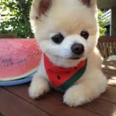 癒しのかわいい犬動画 理想と現実 癒されたらrtしてね T Co Qhgm0og31c