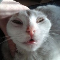 Tomasz Sulikowski (@tsulikowskitwit) 's Twitter Profile