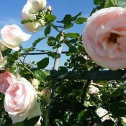 兄貴 Itakura7777 Twitter