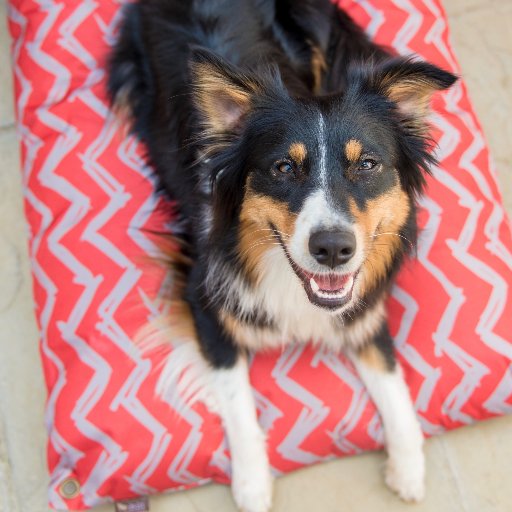 Couchages et Jouets modernes, de qualité supérieure, non-toxiques et respectueux de l’environnement pour CHIENS et CHATS. Boutique https://t.co/4GUFjsE8SH