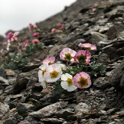 Const_Laureau's profile picture. PhD, Plant Ecologist